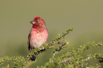 Roodmus, Common Rosefinch, Carpodacus erythrinus ferghanensis