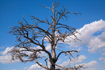 A tree against a blue sky with clouds - 403835853