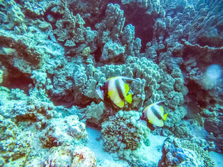 Plakat bright beautiful fish of the Red Sea in a natural environment on a coral reef