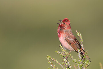 Roodmus, Common Rosefinch, Carpodacus erythrinus ferghanensis