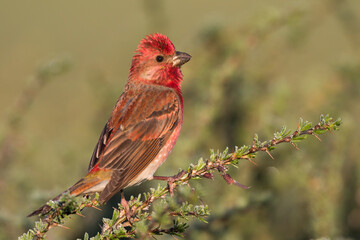 Roodmus, Common Rosefinch, Carpodacus erythrinus ferghanensis