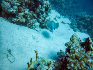 bright beautiful fish of the Red Sea in a natural environment on a coral reef