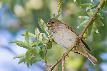Roodmus, Common Rosefinch, Carpodacus erythrinus