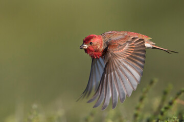 Roodmus, Common Rosefinch, Carpodacus erythrinus ferghanensis