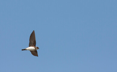 Obraz premium Oeverzwaluw, Sand Martin, Riparia riparia riparia