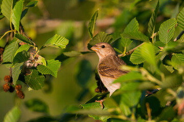 Roodmus, Common Rosefinch, Carpodacus erythrinus