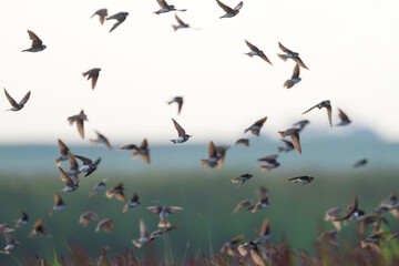 Oeverzwaluw, Sand Martin, Riparia riparia riparia