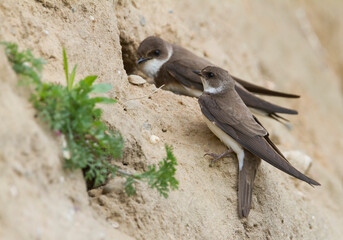 Oeverzwaluw, Sand Martin, Riparia riparia riparia