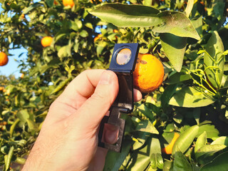 Supervisor tests citrus fruits grow on the citrus tree branch for insect pests with a handheld magnifier. Pest control 