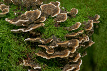 Waldpilze, Schmetterlingstramete (Trametes versicolor)