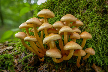 Grünblättriger Schwefelkopf (Hypholoma fasciculare)