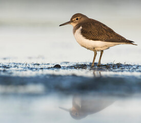 Oeverloper, Common Sandpiper, Actitis hypoleucos