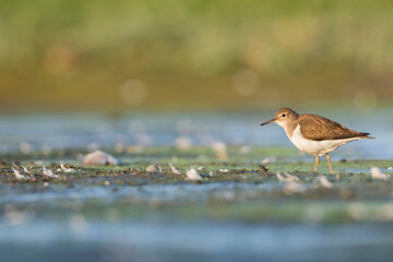 Oeverloper, Common Sandpiper, Actitis hypoleucos