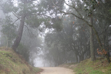 I walk in the forest in the winter fog