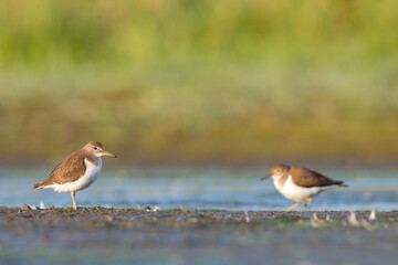 Oeverloper, Common Sandpiper, Actitis hypoleucos