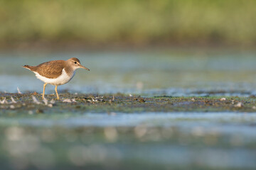 Oeverloper, Common Sandpiper, Actitis hypoleucos