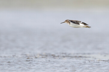 Oeverloper, Common Sandpiper, Actitis hypoleucos