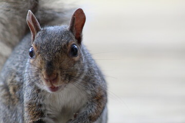 squirrel in the park