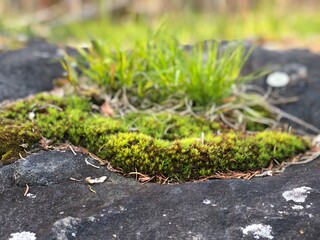 green moss on a stone