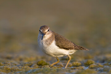 Oeverloper, Common Sandpiper, Actitis hypoleucos
