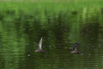 Gierzwaluw, Common Swift, Apus apus