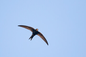 Gierzwaluw, Common Swift, Apus apus
