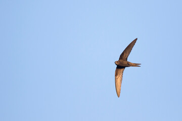Gierzwaluw, Common Swift, Apus apus