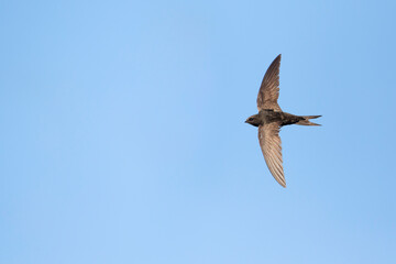 Gierzwaluw, Common Swift, Apus apus