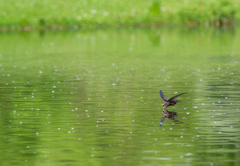 Gierzwaluw, Common Swift, Apus apus