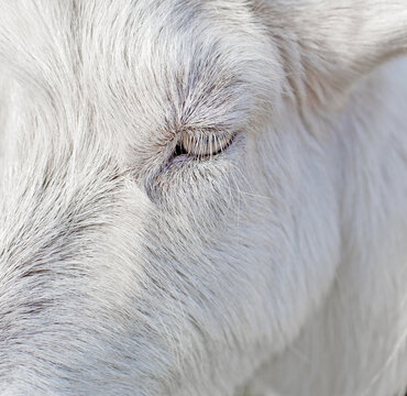 Close up beautiful white goat eye and eyelashes, animal background