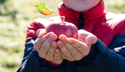 Cropped close up of boy holding a freshly picked apple outside.