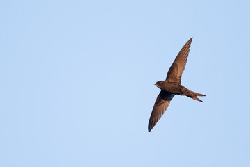 Gierzwaluw, Common Swift, Apus apus