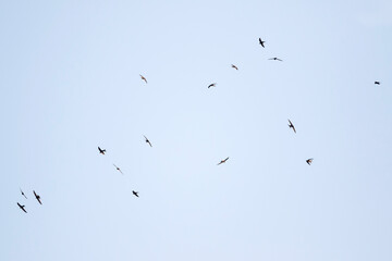 Gierzwaluw, Common Swift, Apus apus