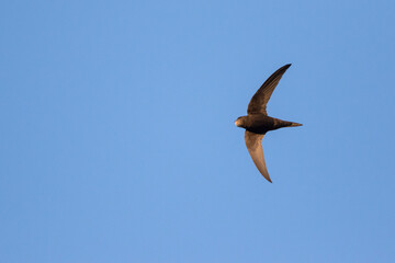 Gierzwaluw, Common Swift, Apus apus