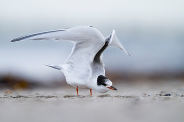 Visdief, Common Tern, Sterna hirundo