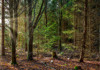Sonnenstrahlen in einem Herbstwald, Bayern, Deutschland