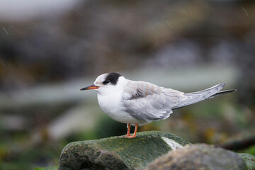 Visdief, Common Tern, Sterna hirundo hirundo