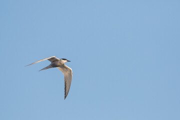 Visdief, Common Tern Sterna hirundo ssp. minussensis