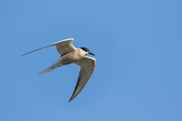 Visdief, Common Tern Sterna hirundo ssp. minussensis