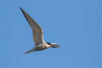 Visdief, Common Tern Sterna hirundo ssp. minussensis