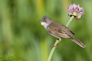 Grasmus, Common Whitethroat, Sylvia communis rubicola