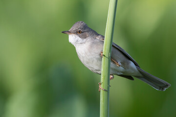 Grasmus, Common Whitethroat, Sylvia communis rubicola