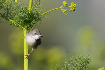 Grasmus, Common Whitethroat, Sylvia communis rubicola