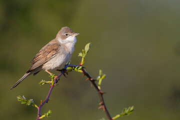 Grasmus, Common Whitethroat, Sylvia communis communis