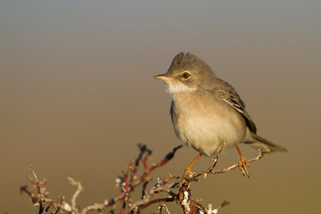 Grasmus, Common Whitethroat, Sylvia communis rubicola