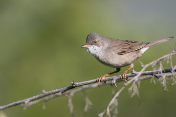 Grasmus, Common Whitethroat, Sylvia communis rubicola