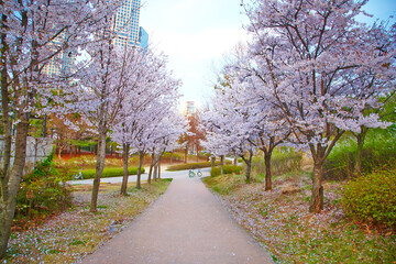 cherry blossoms 4