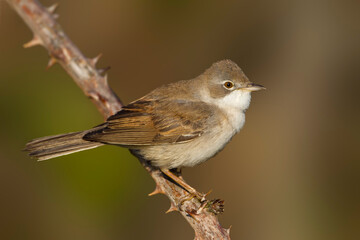 Grasmus, Common Whitethroat, Sylvia communis