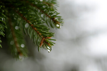 melting snow on a twig