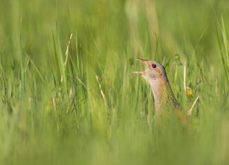 Kwartelkoning, Corncrake, Crex crex
